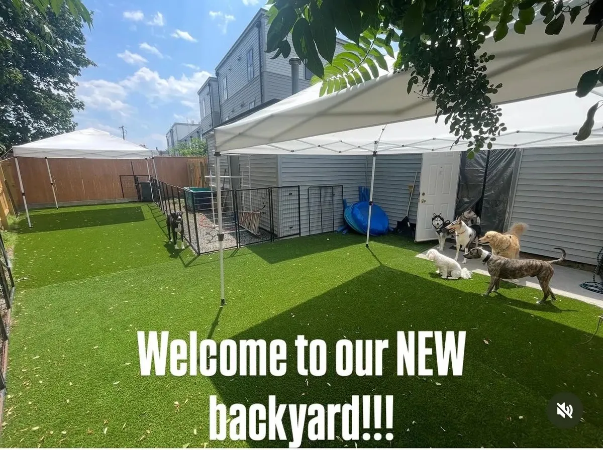 Dogs playing together in Salty Dog Daycare's new outdoor turf backyard under event tents