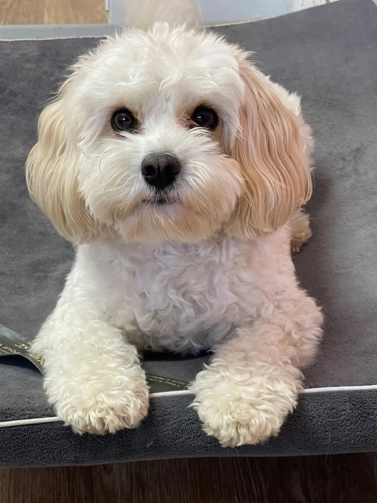 A fluffy white and tan Cavachon dog sitting on a grooming table at Salty Dog Daycare