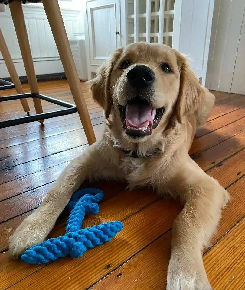 A golden retriever puppy playing with a blue rope toy on a hardwood floor at Salty Dog Daycare